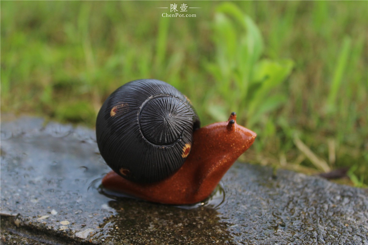 紫砂蜗牛