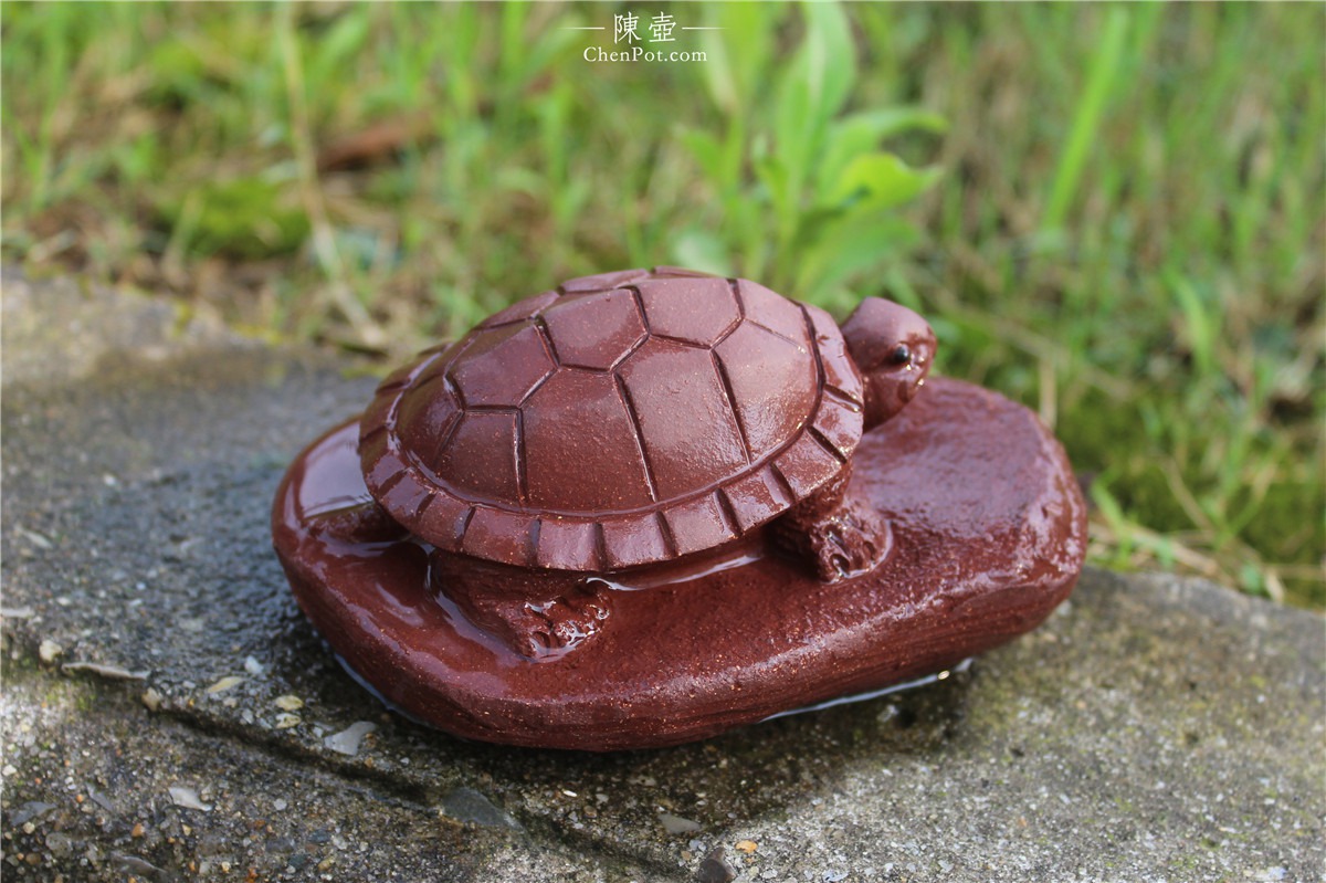 紫砂乌龟的图片